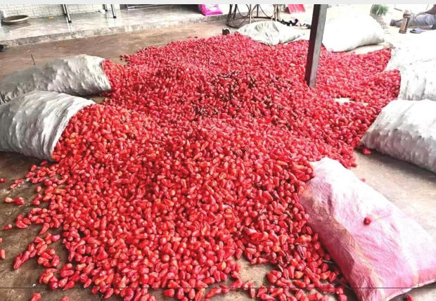 竹塘乡工业辣椒喜获丰收 绘就乡村振兴“火红”画面