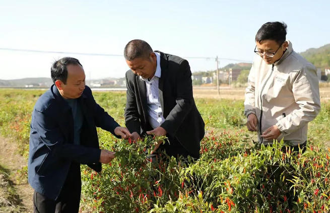 新田：工业辣椒“钱”景好 谱写乡村振兴“火红”篇章