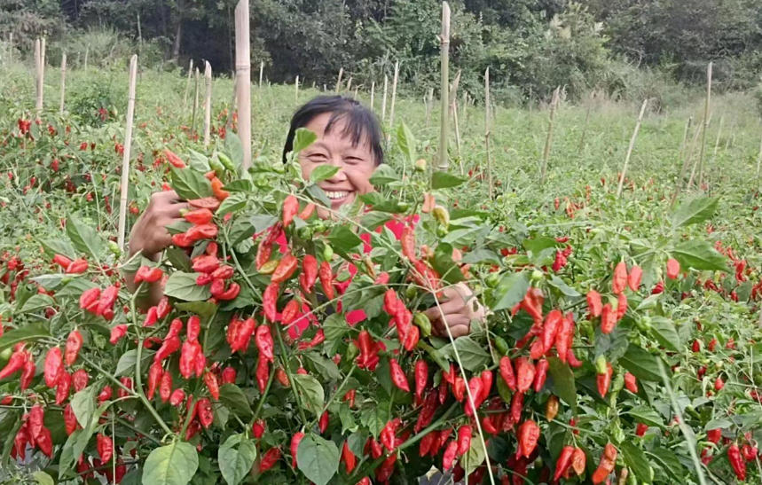 用于工业的辣椒，四川宜种植吗？专家提醒：要谨慎！