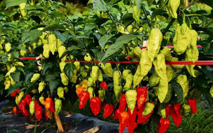 关于工业辣椒你要了解哪些内容？