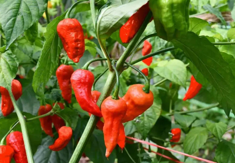 工业辣椒具体能做什么？工业辣椒的五大应用