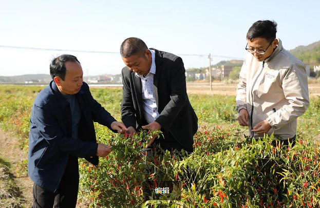 能造军工用品！新田试种高辣度工业辣椒，亩产最高 4000 斤，未来将扩种至 3 万亩