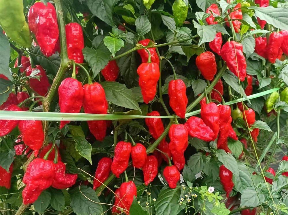 工业辣椒采摘期有多久