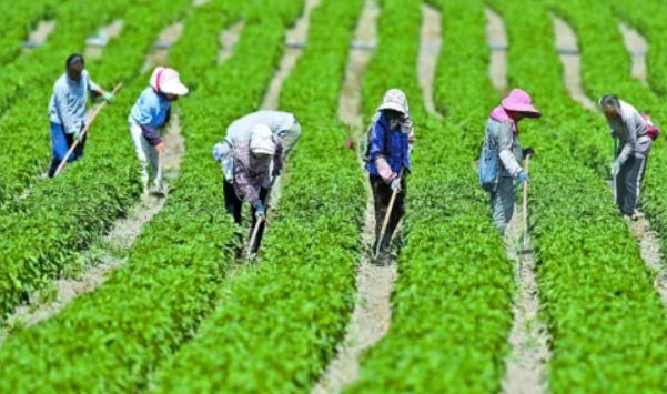 工业辣椒的种植与管理