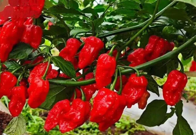 麒麟：工业辣椒种植迈向规模化 促农增收成效显著