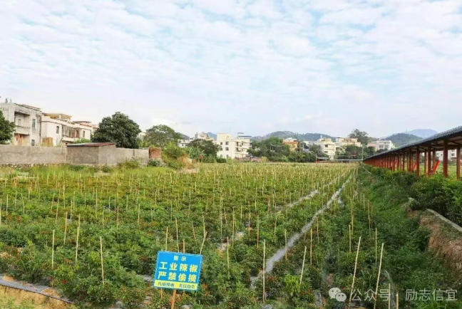 种植工业辣椒一亩种多少棵