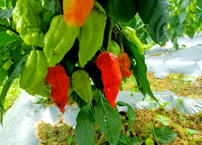 对不起工业辣椒，误会了你这么多年……