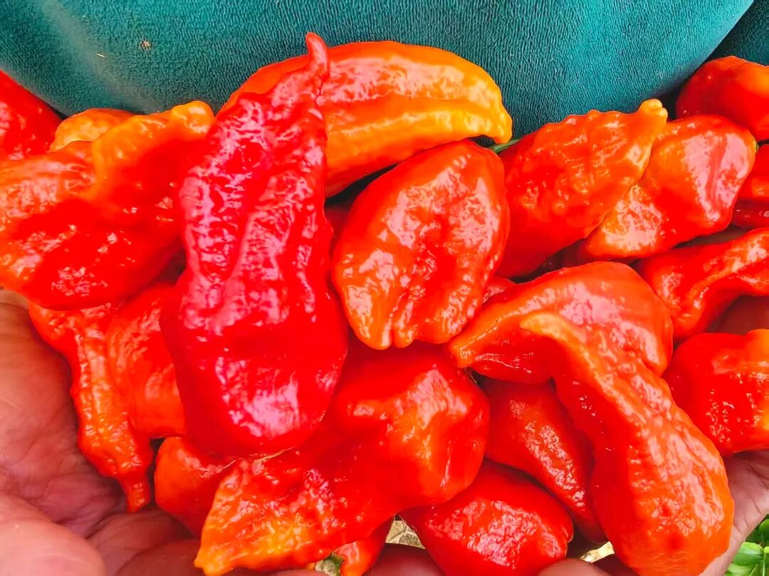 工业辣椒的高效管理与多用途应用