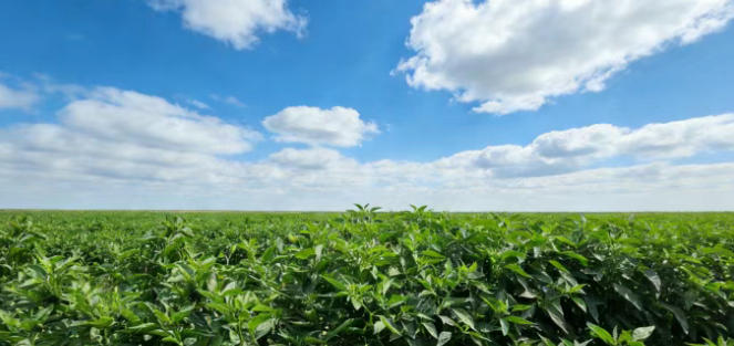 辣出新高度！国内首个航天育种工业辣椒项目落地丹东，总投资超6亿元！