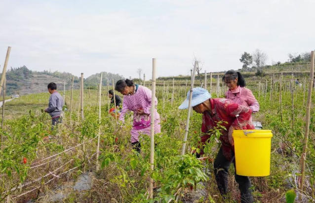 贵州瓮安：工业辣椒撬动百万产值