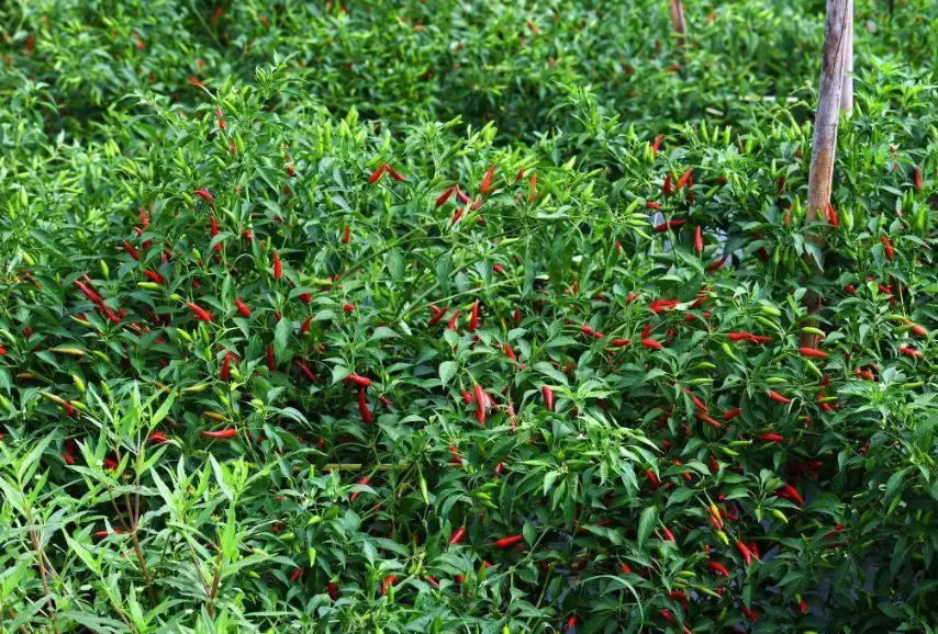 志先农业：硒土红椒带共富，领跑全球高辣业