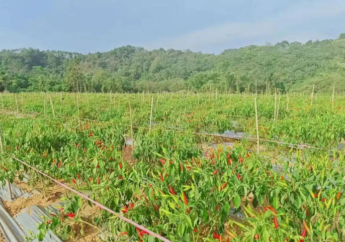 乐昌工业辣椒创新：从传统到现代的转变之路