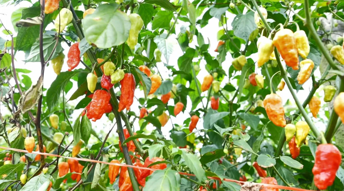 试种成功！弥勒的她年增收30万