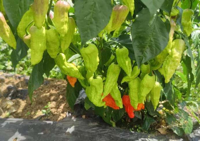 全州工业辣椒示范种植实现“零的突破”