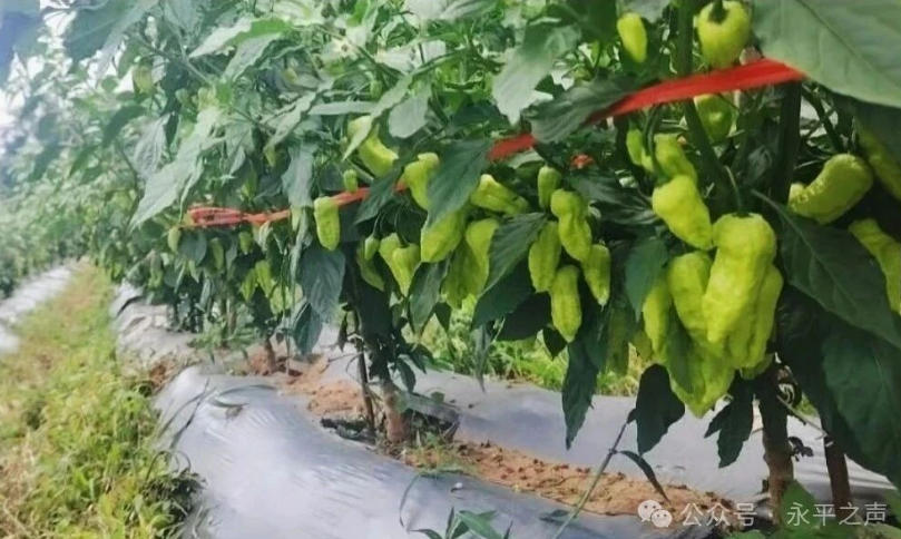 生活里的永平味道｜厂街乡：滴灌技术助力工业辣椒丰产增收