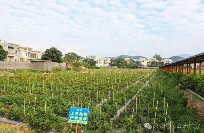 红红火火！水口赤坎村村民喜采“幸福椒”