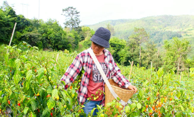 辣椒一亩地能产多少斤？食用辣和工业辣区别大了