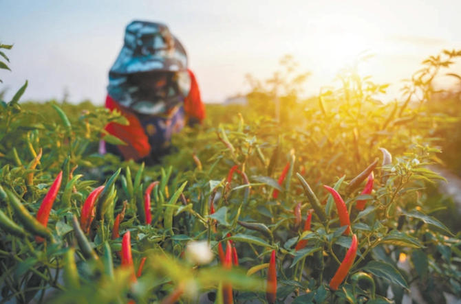 新知｜工业辣椒：辣椒界“特种兵”