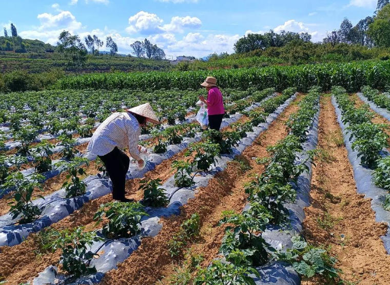 工业辣椒自留种可行吗?