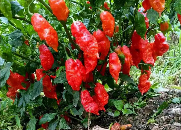 让企业“轻装快跑” 贵州推出“新年政策包”