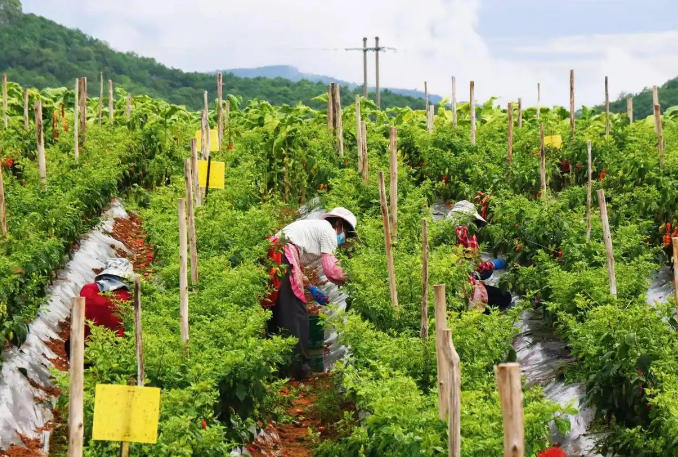 普洱景谷：工业辣椒结硕果 红火映照增收路