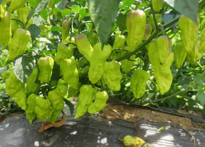 环县：因地制宜育产业　 多措并举促增收