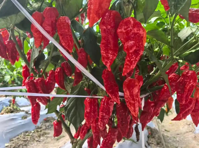 “超级辣椒”上新！畲乡高山工业辣椒映红致富路