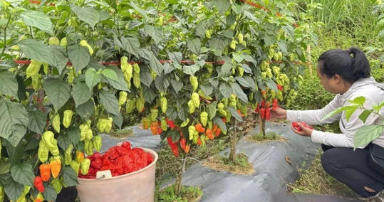 工业辣椒丰收：畅通从田间到餐桌的致富新路径