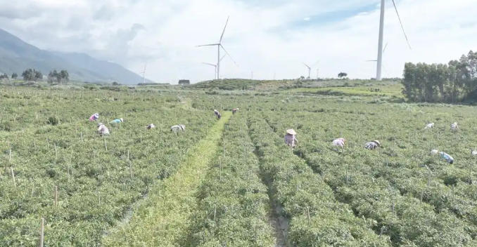 工业辣椒丰收带动乡村经济振兴