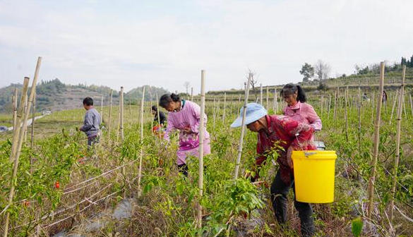 瓮安珠藏：工业辣椒撬动百万产值
