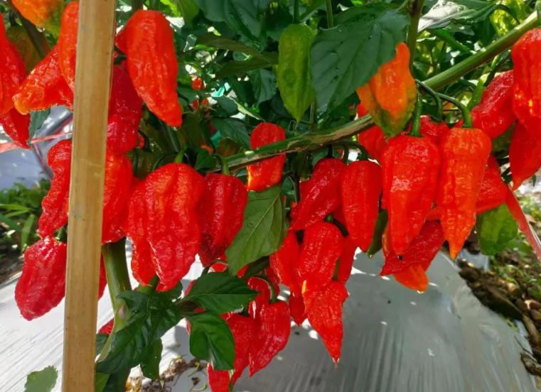 文字解读：《牟定县辣椒产业发展五年行动计划（2025—2029年）》