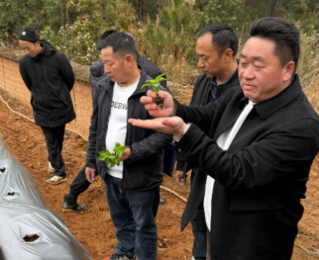 楚雄市新村镇：“政策助推，送技下乡”，工业辣椒种植现场会助推产业发展