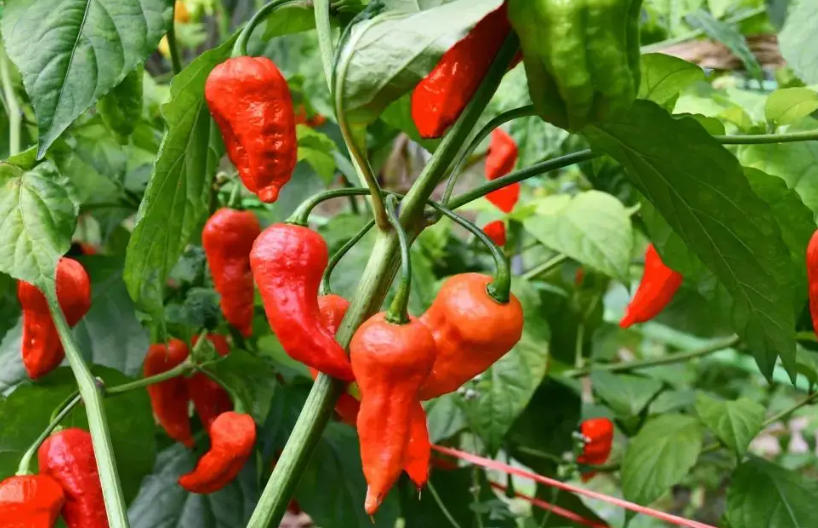 “椒”好乡村振兴新答卷，“椒”灌共同致富花