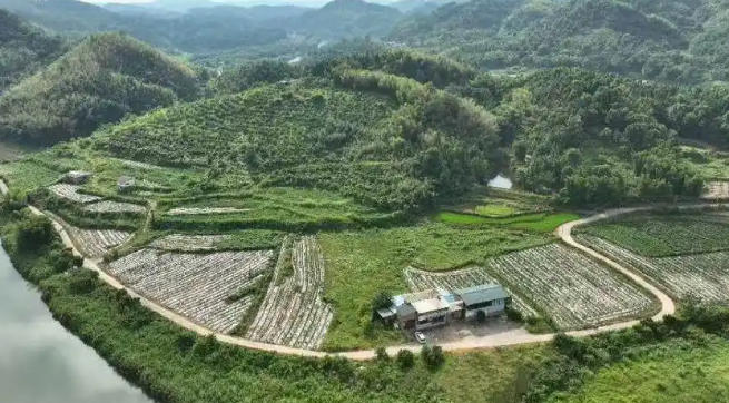 乐昌工业辣椒创新：从传统到现代的转变之路