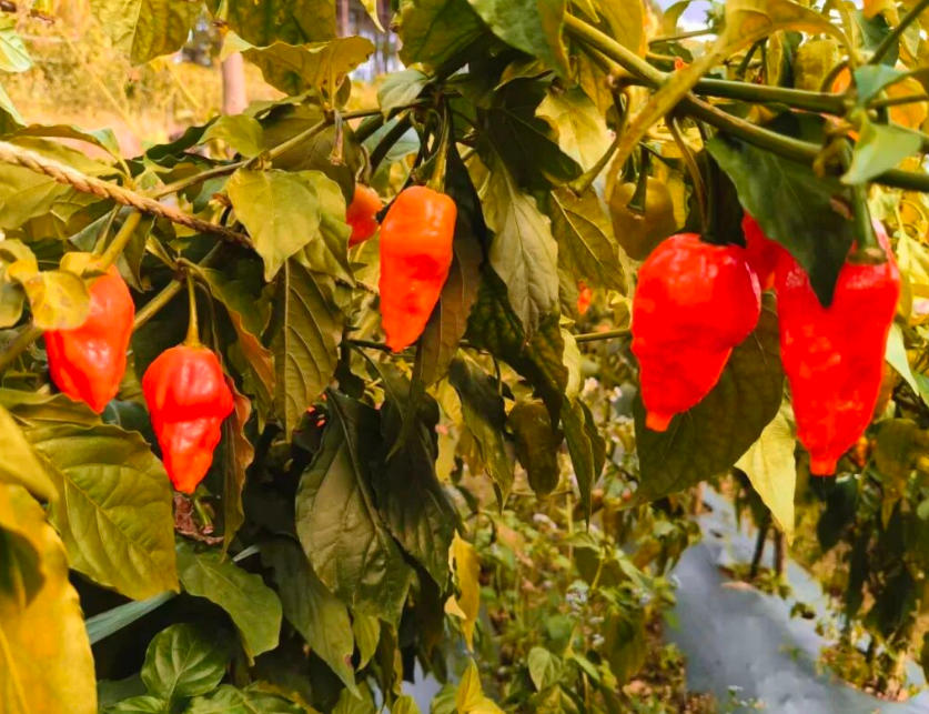 贵州遵义：注重辣椒产业高质量发展 “辣椒+”助力乡村产业振兴