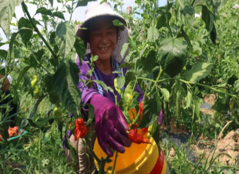 强村富民丨枫香溪镇：工业辣椒“钱”景好 群众增收“新赛道”