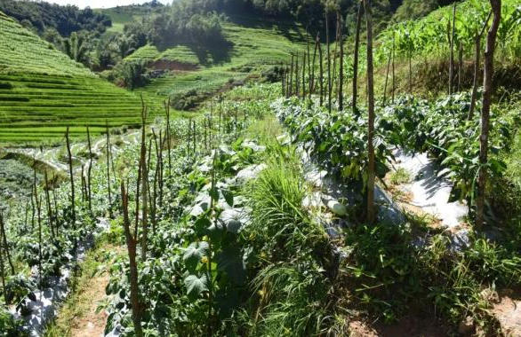 普洱澜沧：工业辣椒奏响致富“椒”响乐