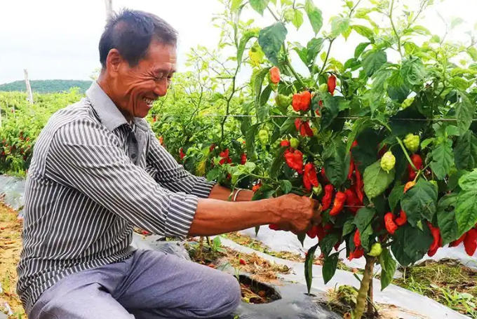 辣椒映红增收路