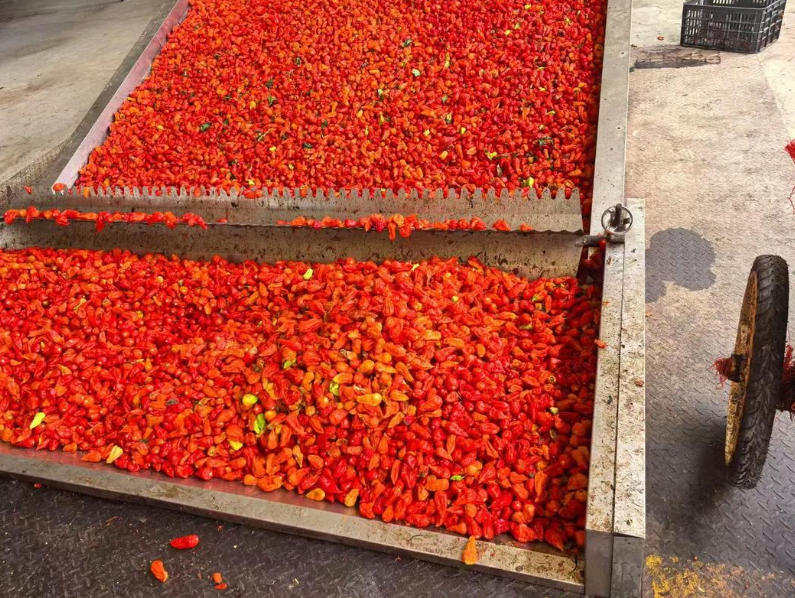 工业辣椒采收与初加工技术