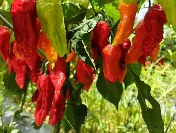 工业辣椒精准育种 基因编辑与抗逆品种创新