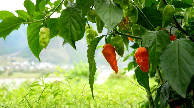 工业辣椒绿色防控前沿技术——生物防治与生态调控协同