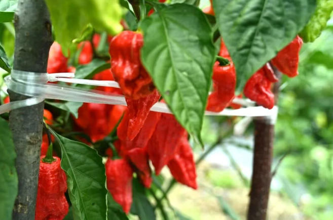 越西县保安藏族乡：工业辣椒铺就振兴新路径