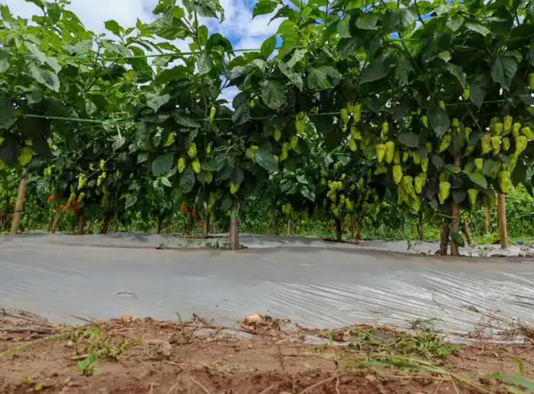 工业辣椒选地整地与土壤改良技术