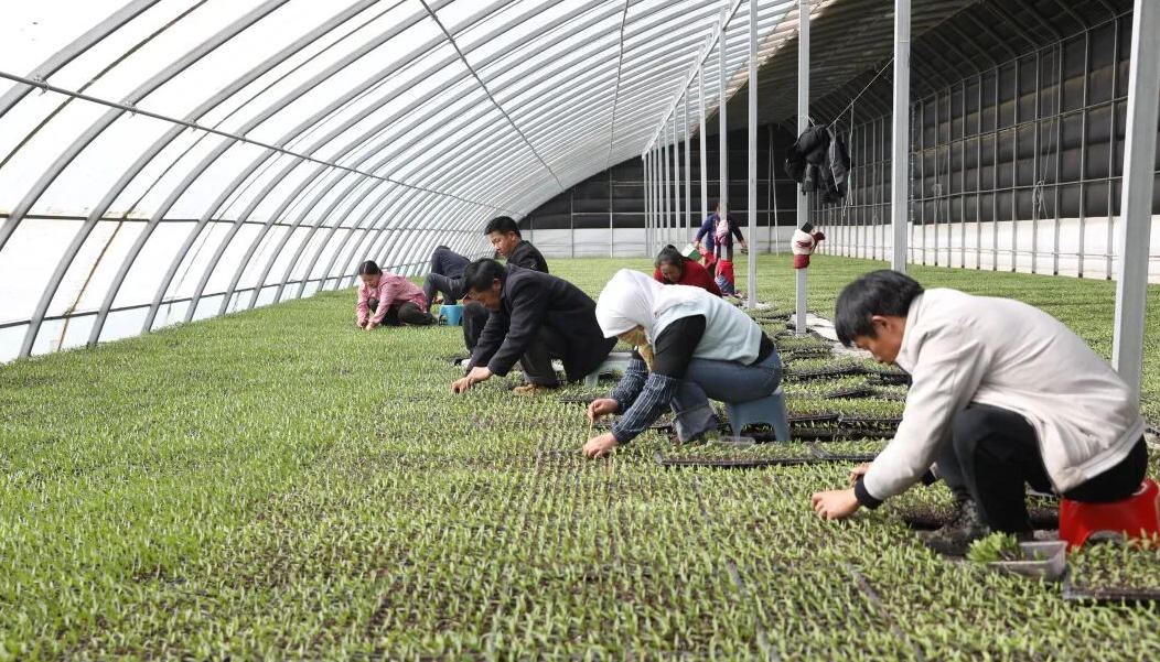 期待！从“辣椒农业”向“辣椒工业”转型