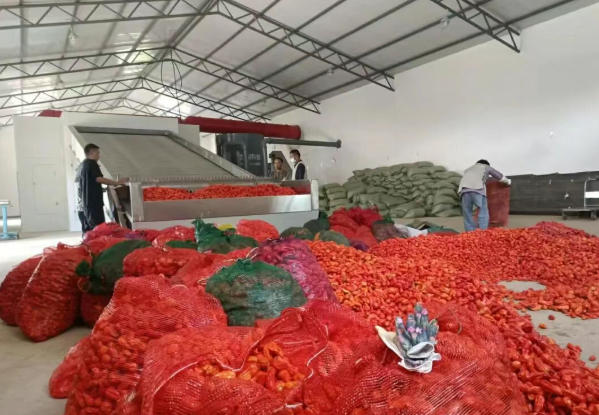 岔河乡：工业辣椒迎丰收，助推产业蓬勃发展