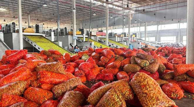 威宁：热辣生产线“烘”出致富路