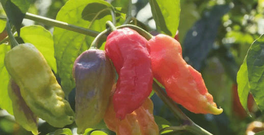 工业辣椒您了解多少？