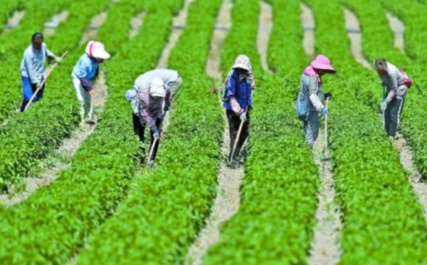 工业辣椒的种植与管理