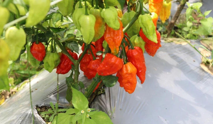 云南澜沧富邦：工业辣椒丰收  首批150吨已收仓